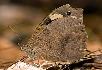 Meadow Argus