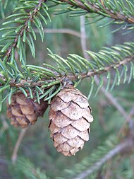 cones and foliage