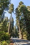 Coast Redwood