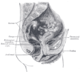 Median sagittal section of female pelvis.