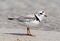 Image 45Piping plover in Queens