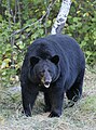 Amerika qora ayigʻi (Ursus americanus)