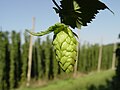 Image 26 Credit: LuckyStarr Hops are a flower used primarily as a flavouring and stability agent in beer. The principal production centres for the UK are in Kent. More about Hops... (from Portal:Kent/Selected pictures)