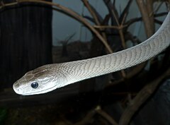 Must mamba (Dendroaspis polylepis)