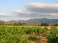 Les Albères vues depuis les vignes à Saint-Génis-des-Fontaines.