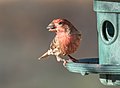 Image 106House finch with a sunflower seed at a feeder in Green-Wood Cemetery