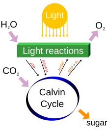 A diagram of photosynthesis processes, including income of water and carbon dioxide, illumination and release of oxygen. Reactions produce ATP and NADPH in a Calvin cycle with a sugar as a by product.