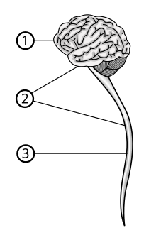 Central nervous system.svg