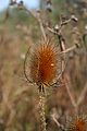 A Teasel seed head