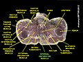 Obturator internus muscle