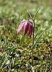 Kungsängslilja på Barje. Under våren blommar kungsängsliljor på fuktängar och sumpmarker i Ljubljana-bäckenet.