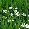 Centocchio garofanina (Stellaria holostea)