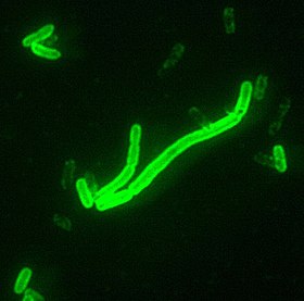 Yersinia pestis fluorescente