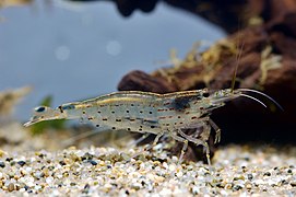 Caridina multidentata, une crevette d'eau douce.