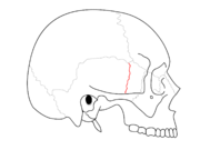 Sphenosquamosal suture. It separates sphenoid bone and squama portion of temporal bone.