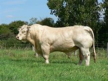 La photographie couleur montre un taureau blanc. La vue de profil permet de bien voir une musculature fortement développée, en particulier au niveau du garrot et de la culotte. Ses courtes cornes sont droites et une chaîne relie ses cornes à l'anneau fixé dans son naseau. Il est dans un pré clos de fils de fer barbelés derrière lesquels pousse un rideau d'arbres