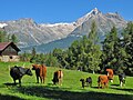 Rinderweide in der Voralpe Obersaal (Zeneggen); Berge im Hintergrund: Wiwannihorn und Bietschhorn