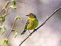 Image 100Palm warbler in Green-Wood Cemetery