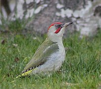 Oiseau au dessus vert et au dessous gris, avec une calotte rouge, posé sur une pelouse.