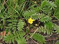 Potentilla anserina