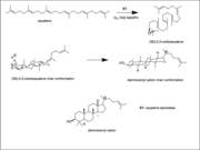 Dammarenyl cation