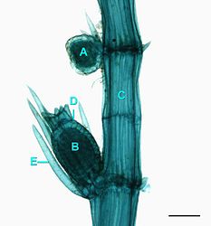 A-antheridium, B-eicel, C-stengel, D-oögonium, E-ligula