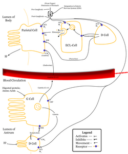 Control of stomach acid