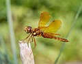 Image 70Male eastern amberwing dragonfly in the Brooklyn Botanic Garden