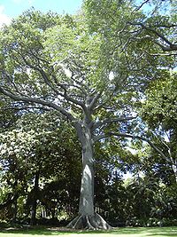 Lupuna / Chilikchi (Ceiba pentandra)