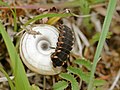 Larva salyangozdan beslenirken – dorsal görünüm