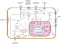 Biologjia matematike