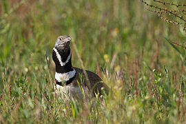 Vue de face d'un oiseau au sol, son cou noir rayé de blanc dépassant des herbes.