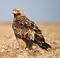 Image 18The Eastern Imperial Eagle is the national animal of Egypt. (from Egypt)