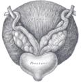 Fundus of the bladder with the vesiculæ seminales.