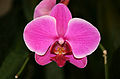 অর্কিড Phalaenopsis