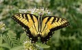 Image 81Male tiger swallowtail butterfly in Central Park (missing its tails)