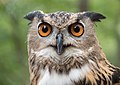 Image 109A rescued Eurasian eagle-owl