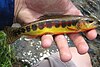 Golden Trout