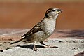 House Sparrow