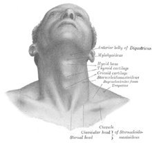 Structure of Adam's apple.png