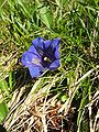 Alpesøte (Gentiana acaulis)