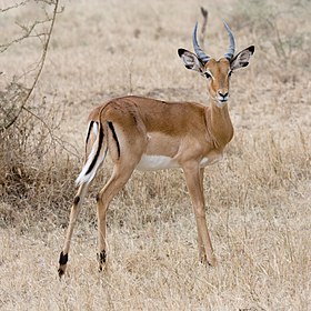 Impala