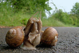 Párzó éticsigák (Helix pomatia)