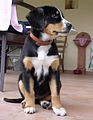 Entlebucher sennenhond