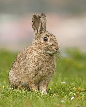 Thỏ châu Âu (Oryctolagus cuniculus)