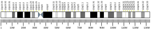 Chromosome 12 humain