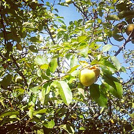 Golden Delicious am Baum