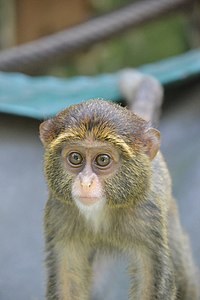 De Brazza's monkey