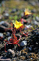 Saxifraga flagellaris