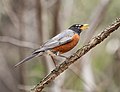 Image 16American robin making a dog whistle-like alarm call in Prospect Park